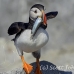 puffin_atlantic_msi_h_1886_can1508.jpg